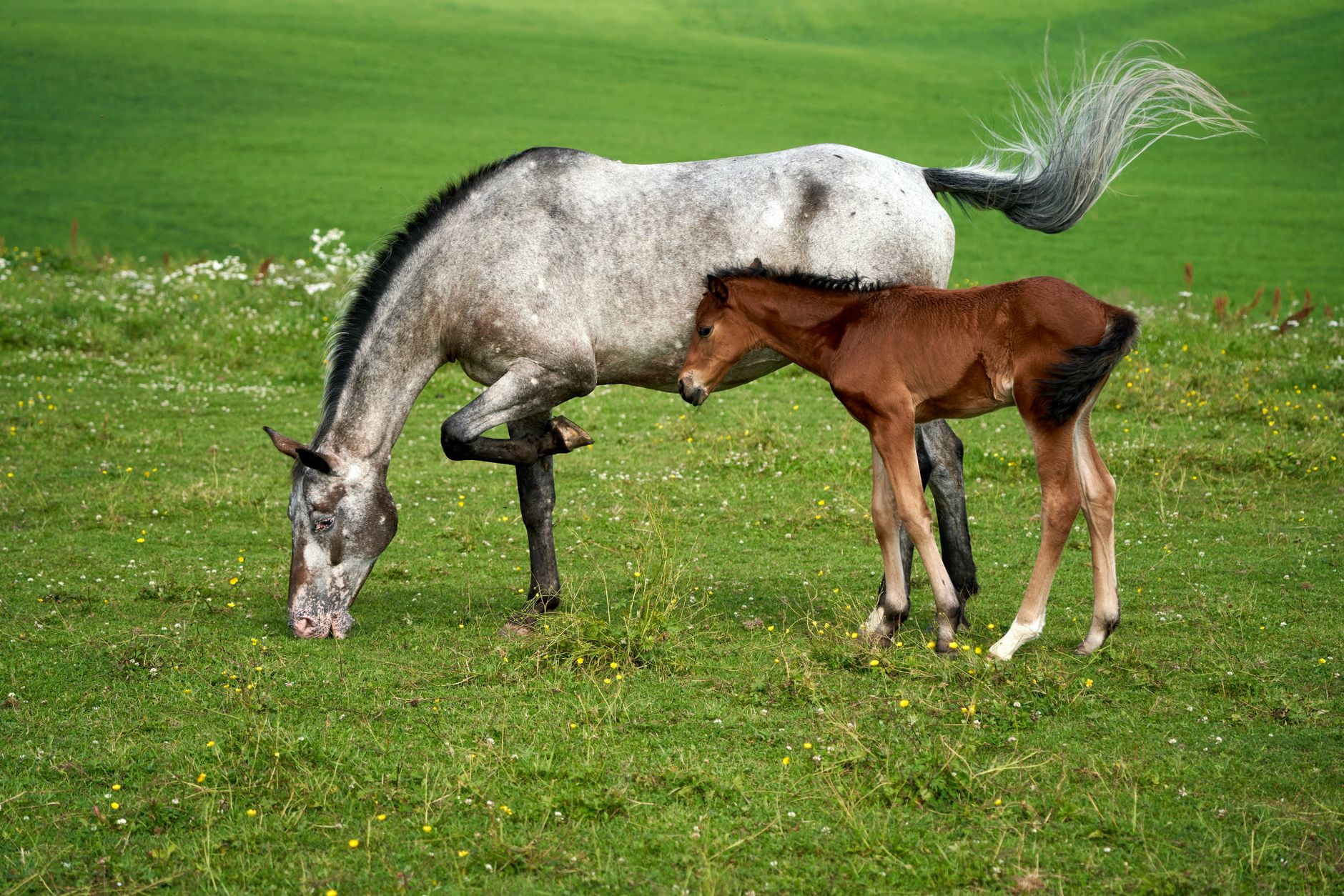 Brown Foal Following Roan Mother Across Summer Pasture of Wildflowers, Lørenskog, Norway