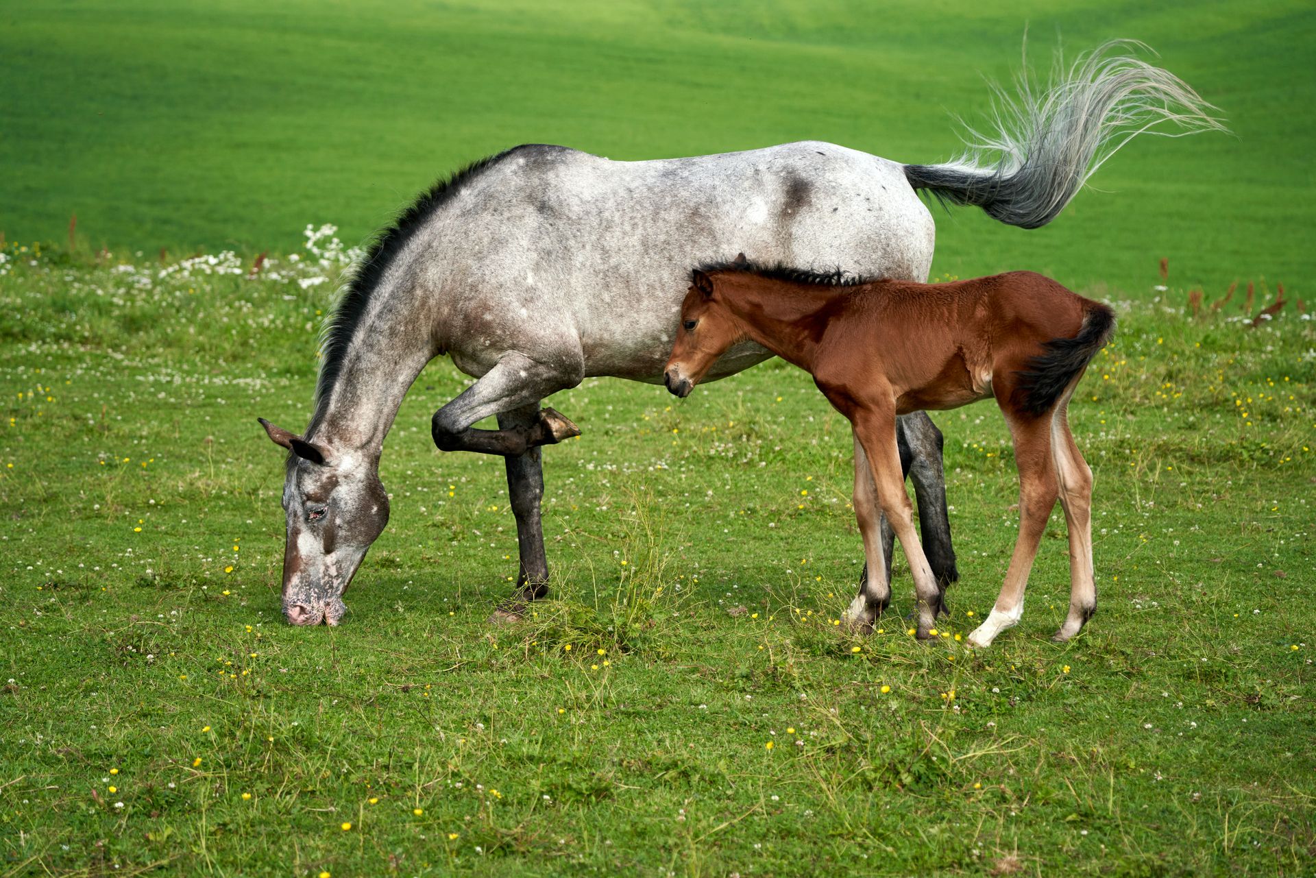 A roan mare and brown foal grazing peacefully in lush green pastures of Lørenskog, Norway.