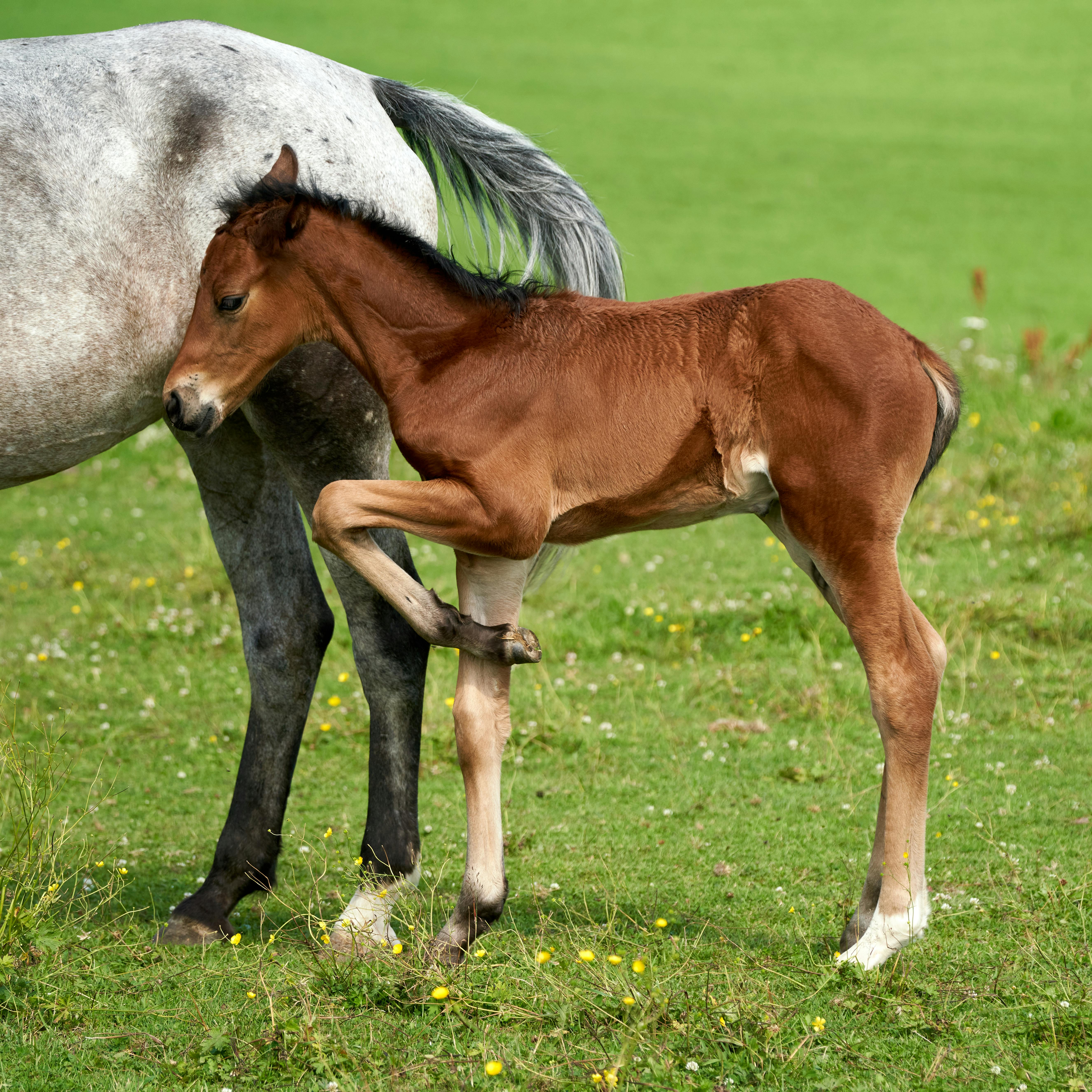 A brown foal stands closely with its roan mother in a green meadow in Lørenskog, Norway.