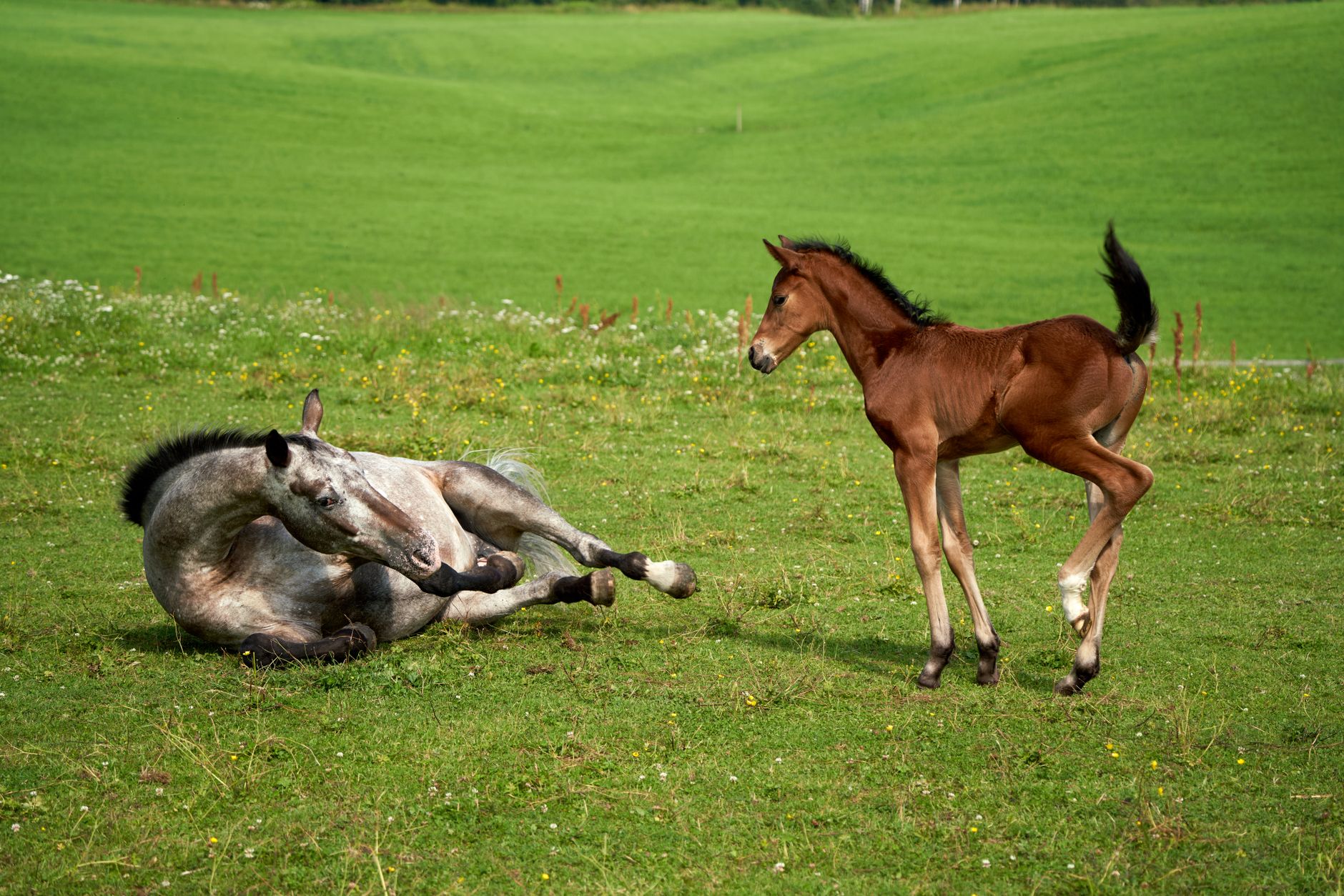 How Soon Does A Mare Come Into Heat After Foaling The Institute For how-soon-does-a-mare-come-into-heat-after-foaling-the-institute-for