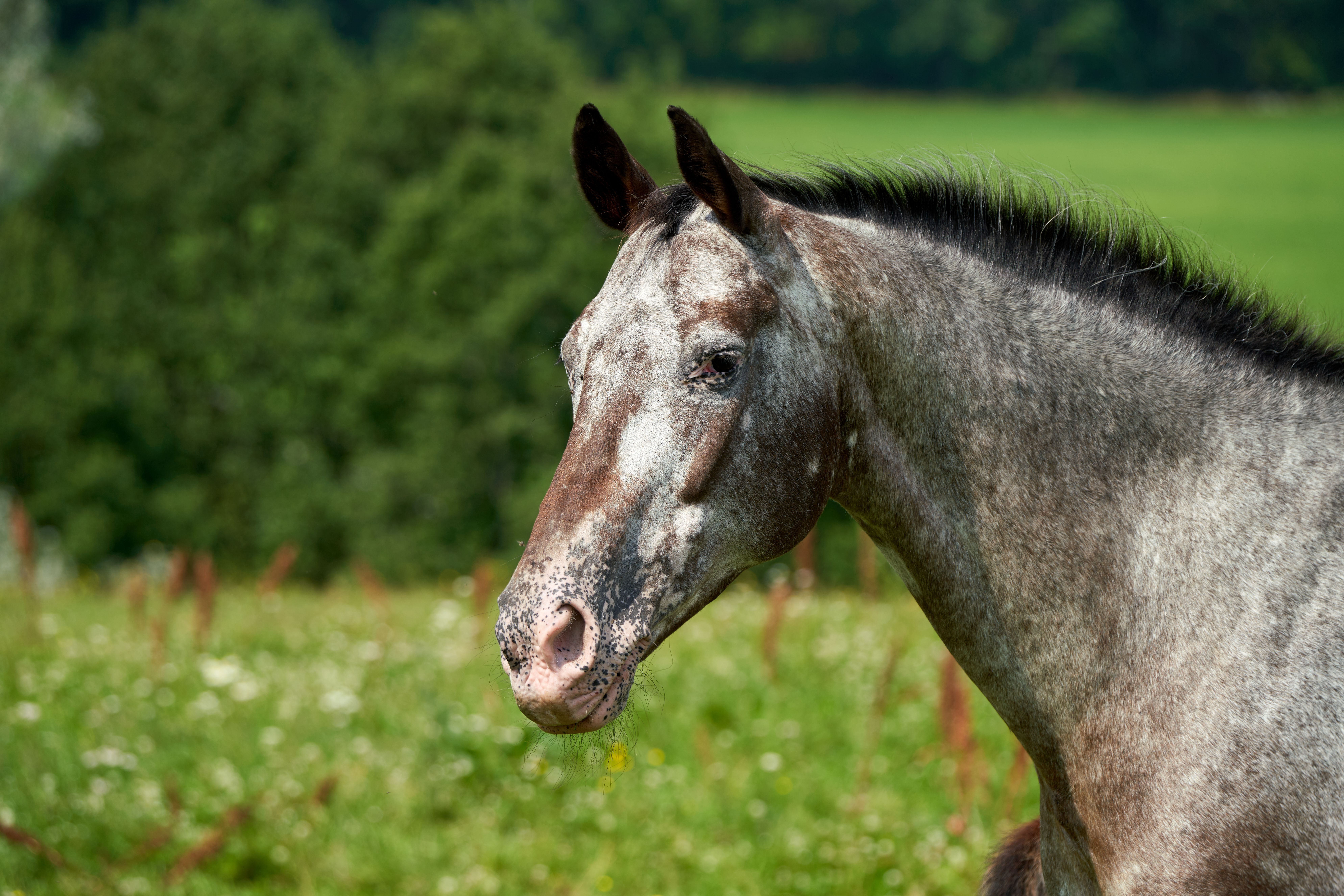 A stunning roan horse stands serenely in a lush, green meadow in Lørenskog, Norway.