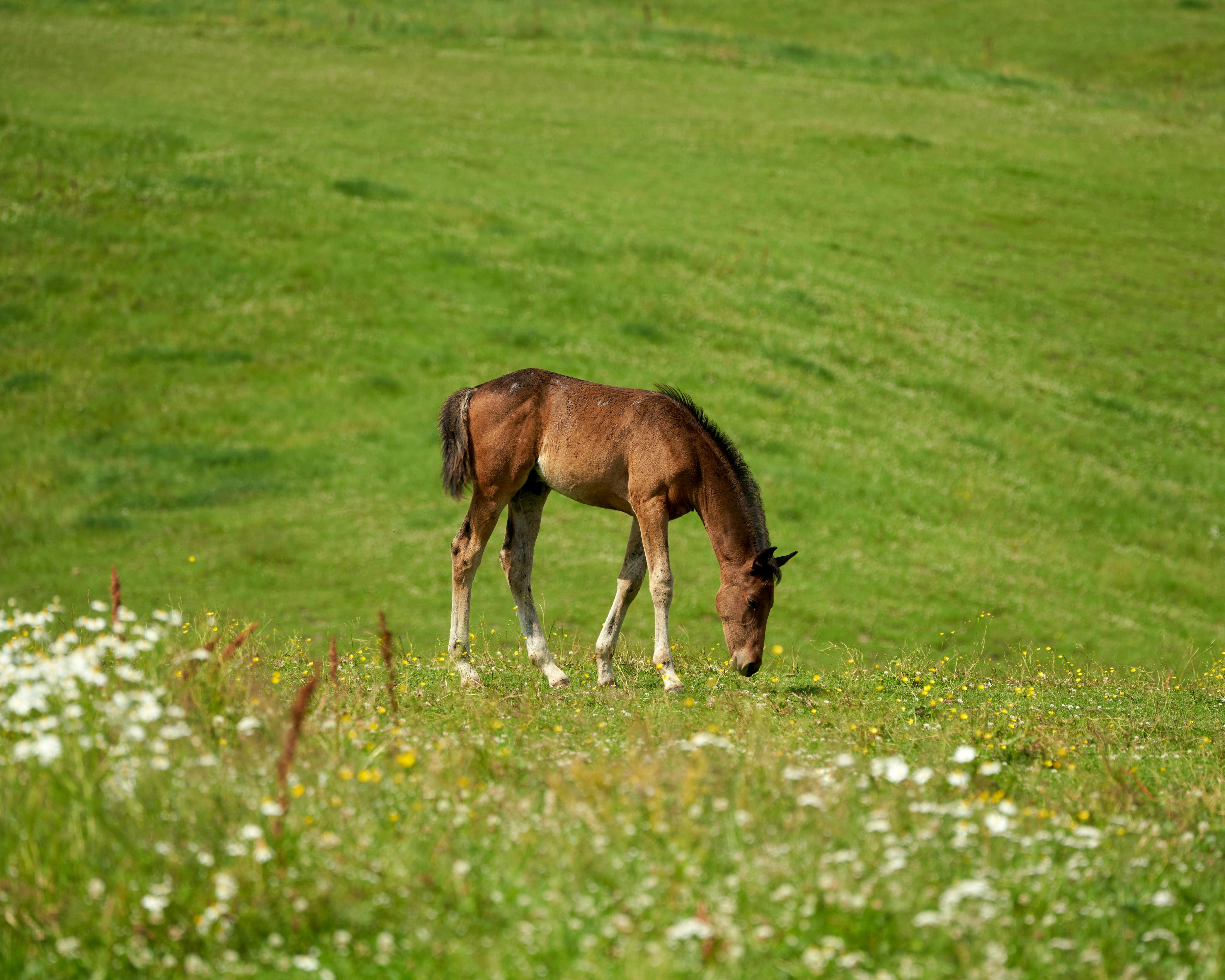Ecran de smartphone cu aplicație medicală afișând date de sănătate cardiovasculară