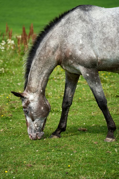 Free A beautiful roan horse grazes peacefully in a lush summer pasture in Lørenskog, Norway. Stock Photo