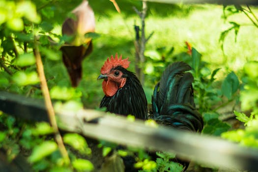 Vibrant rooster surrounded by lush greenery in Ohrid, North Macedonia.