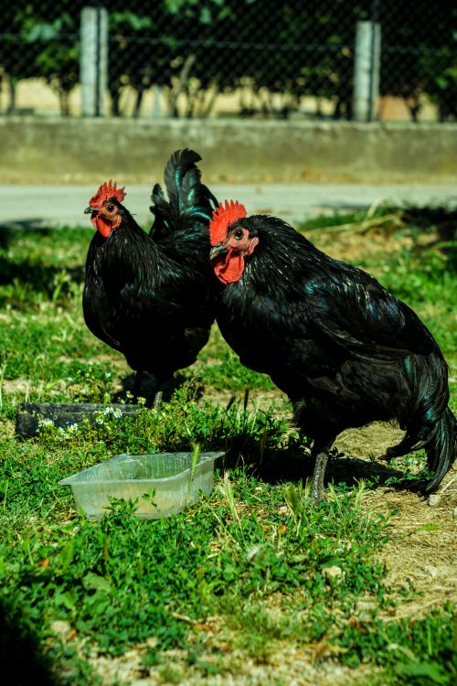 Free Two black roosters roam in a sunny Ohrid garden, vibrant and lively. Stock Photo