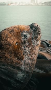 Close-up of a sea lion resting by the water in Mar del Plata, Argentina.
