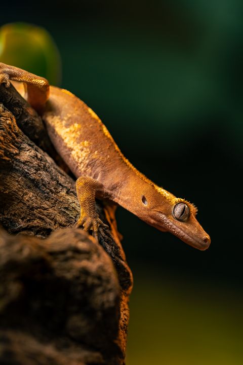 Gecko-Schwanzabwurf: Nachwachsen & Dauer – beim Crested Gecko nie