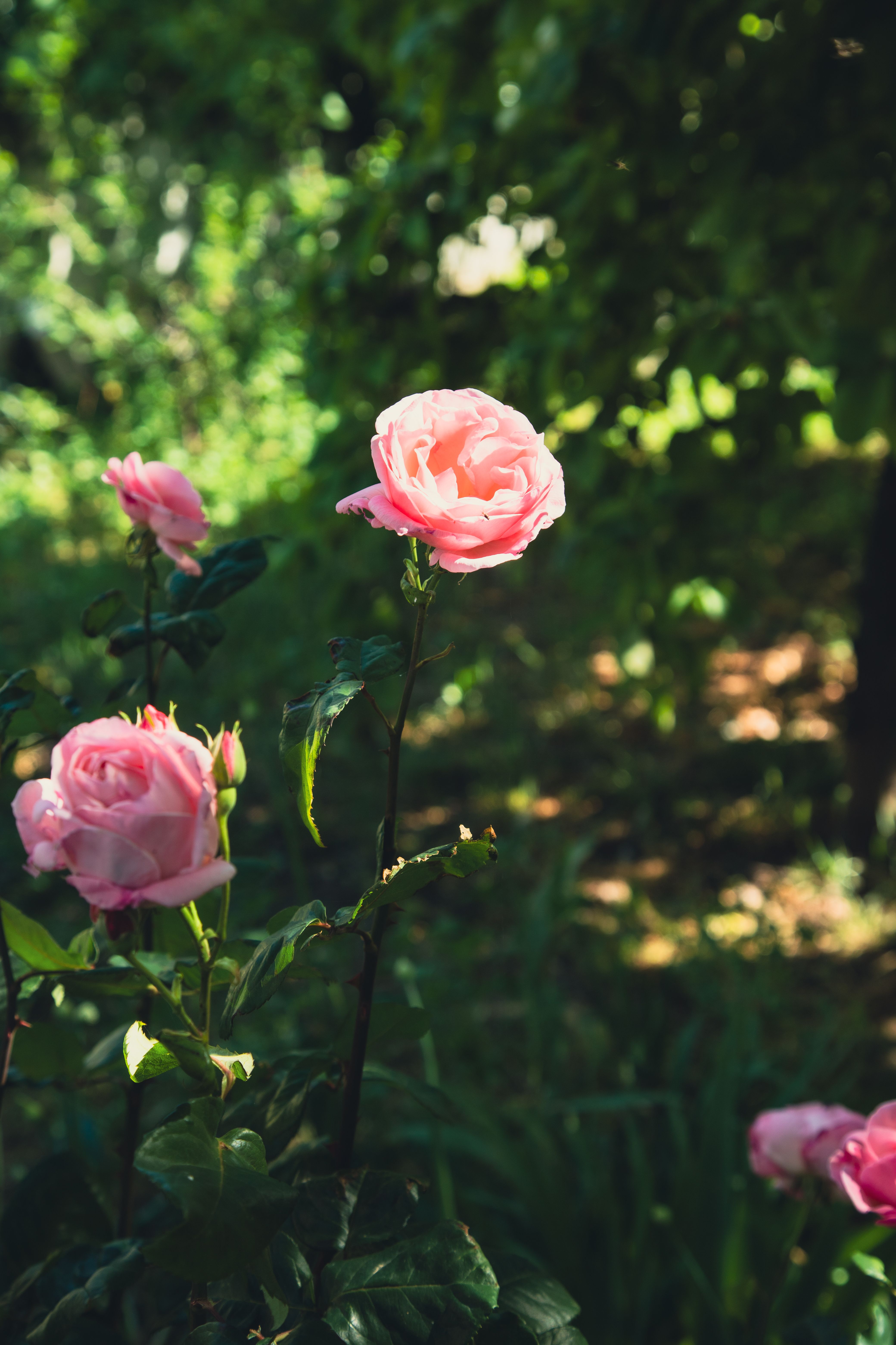Vibrant Pink Roses in Sunlit Garden · Free Stock Photo
