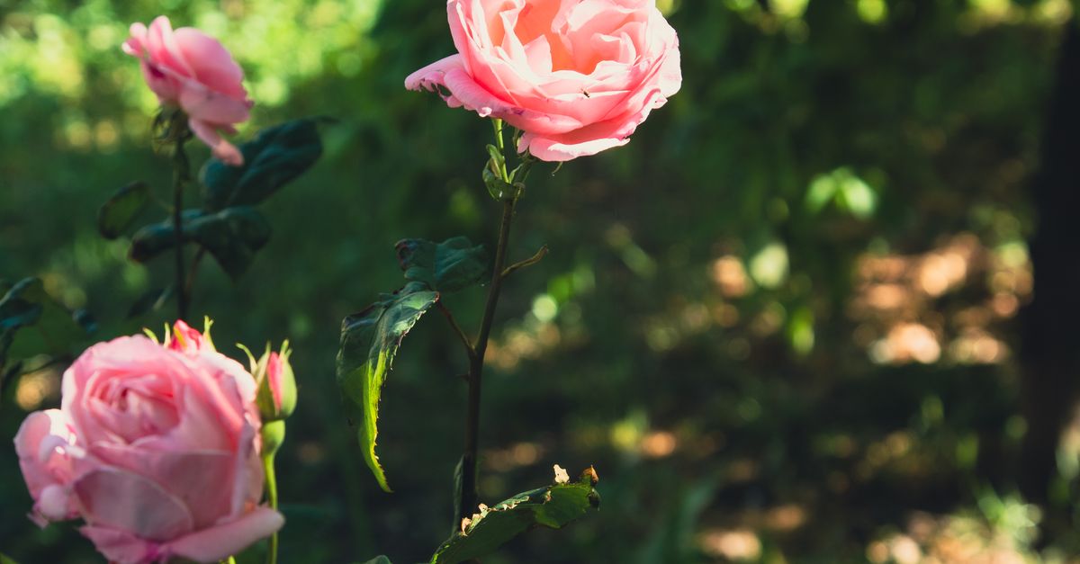Pink Roses Sunlit Vibrant Pink Roses in Sunlit Garden · Free Stock Photo
