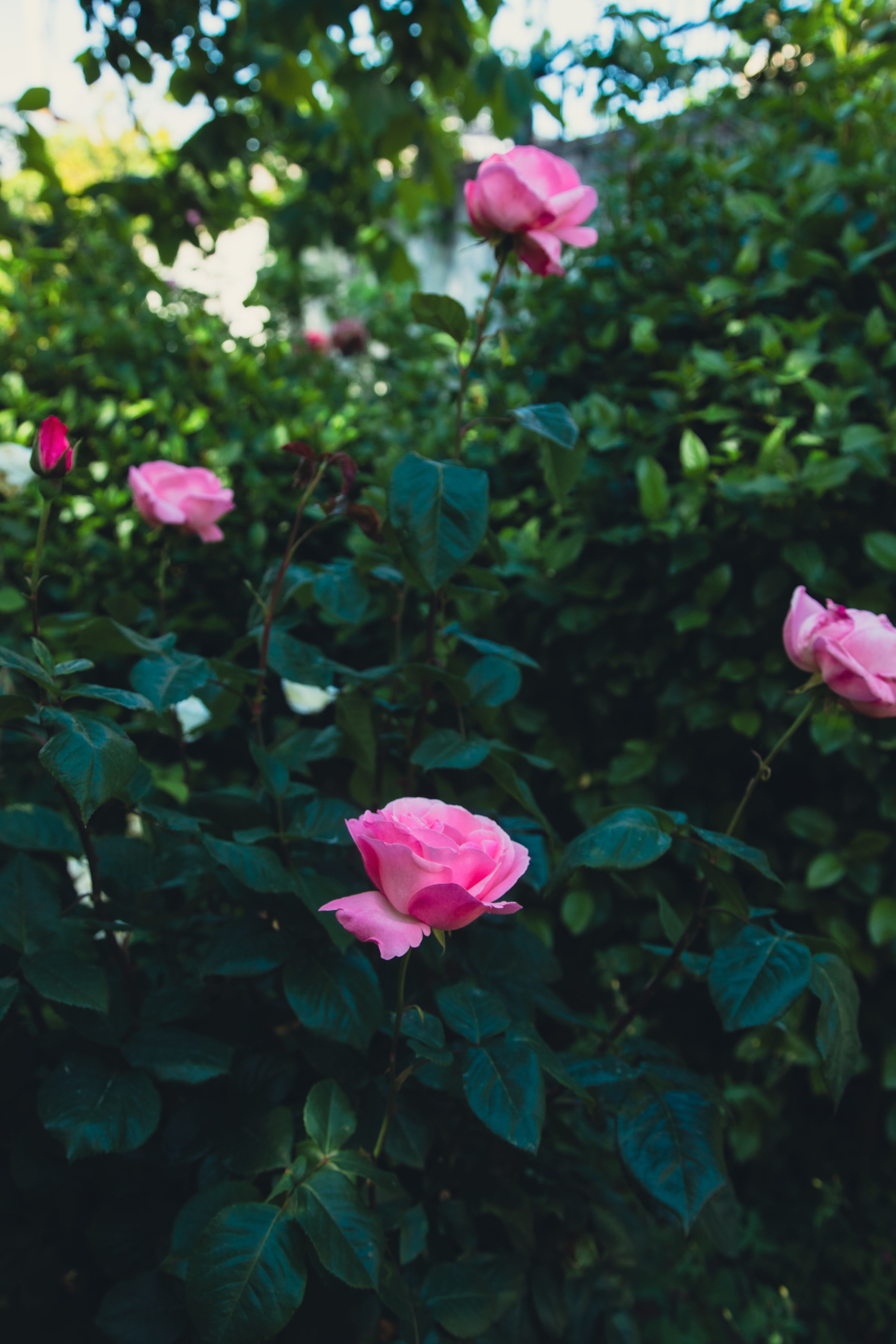 Vibrant Pink Roses in Lush Garden Setting · Free Stock Photo