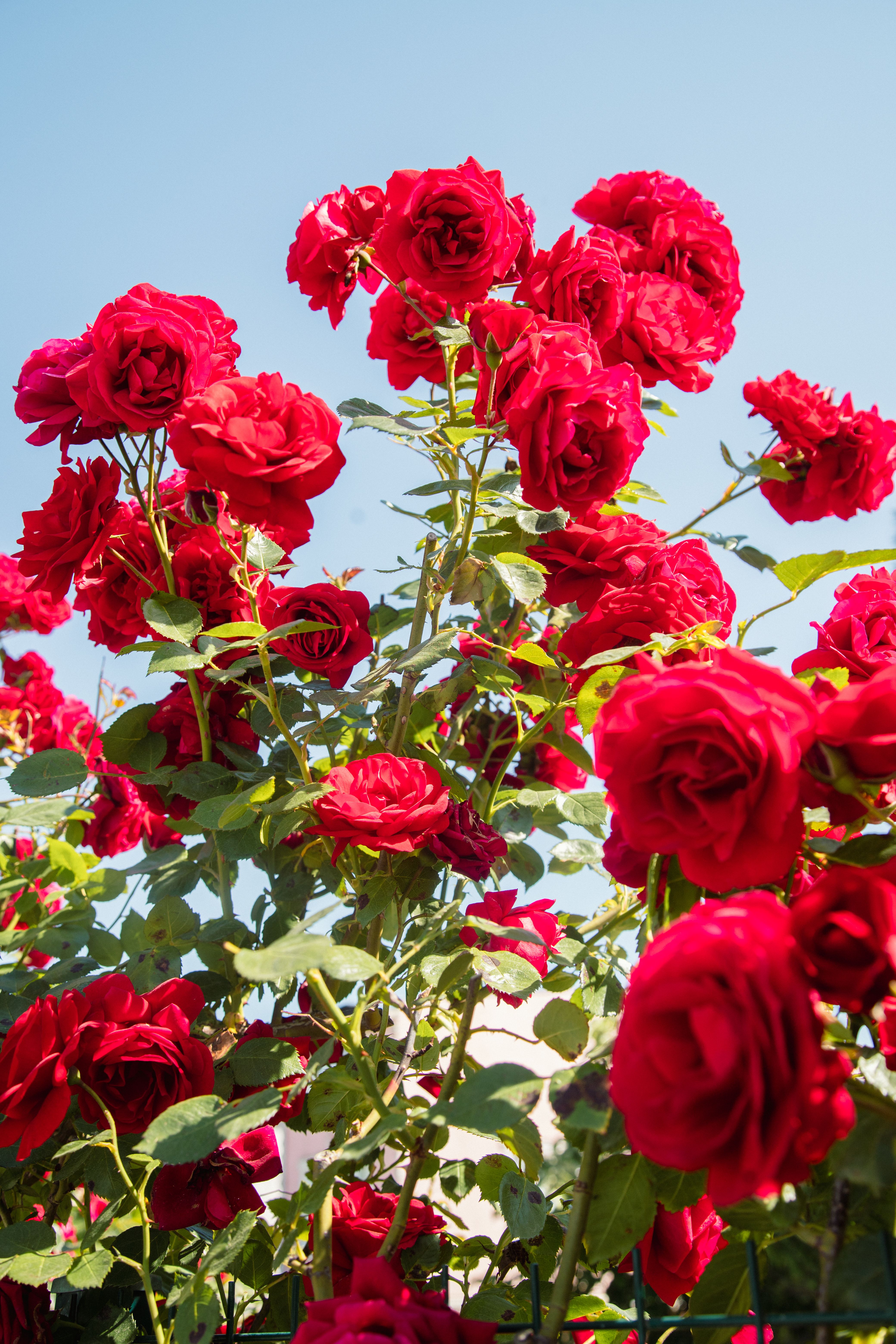 Beautiful red roses in full bloom against a clear blue sky, perfect for garden lovers.
