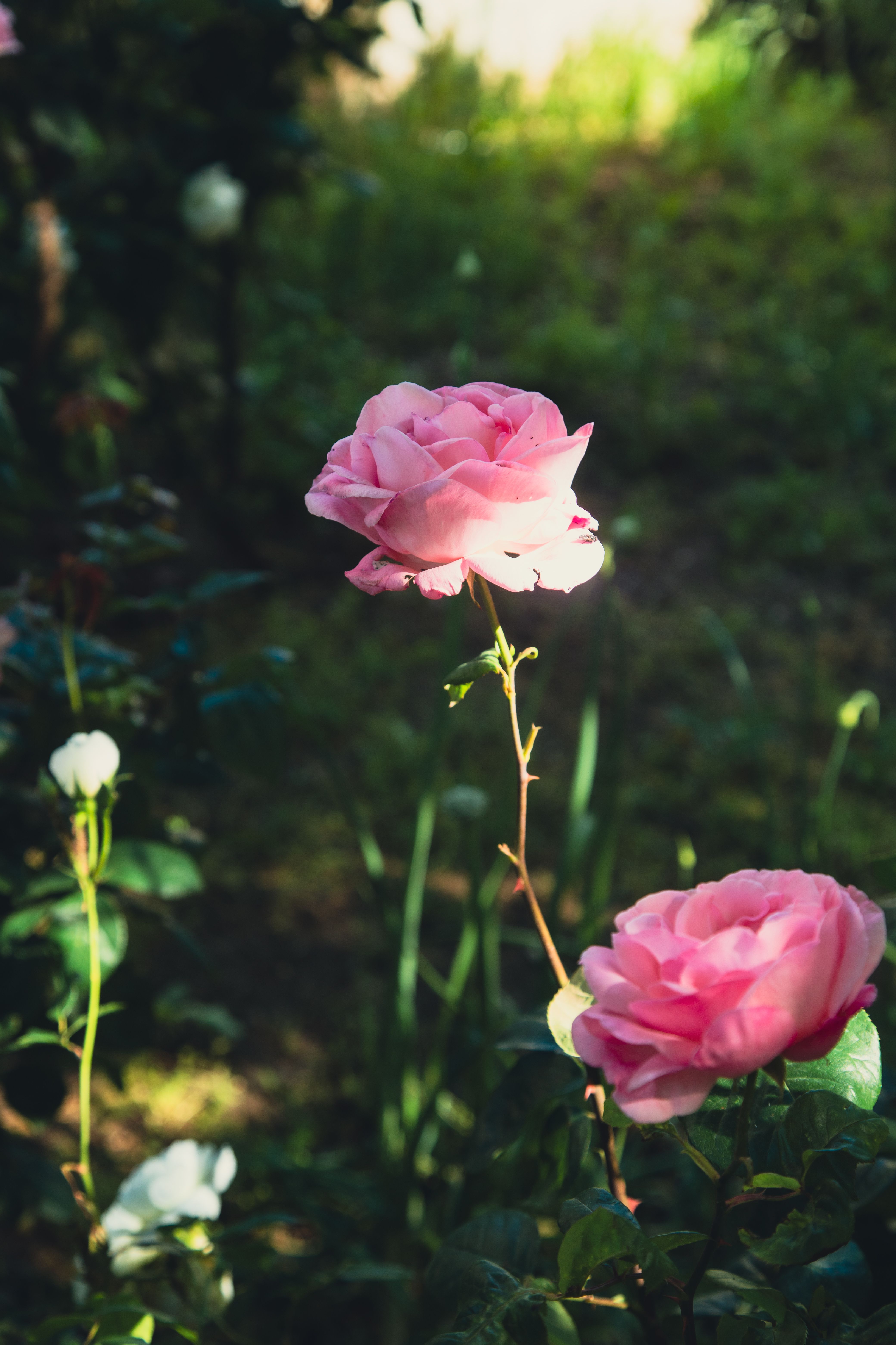 Vibrant Pink Roses in Sunlit Garden · Free Stock Photo