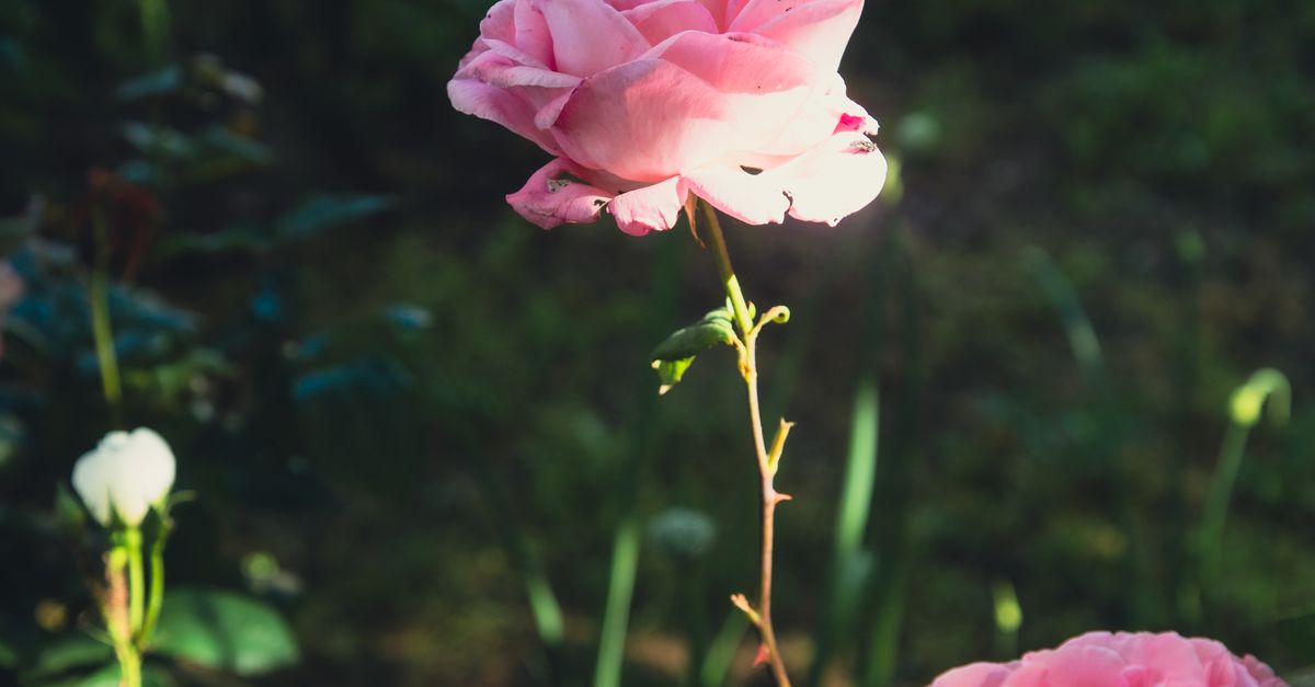 Pink Roses Sunlit Vibrant Pink Roses in Sunlit Garden · Free Stock Photo