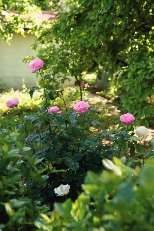 Lusuh Roses Blooming Pink Roses in Lush Garden Setting · Free Stock Photo