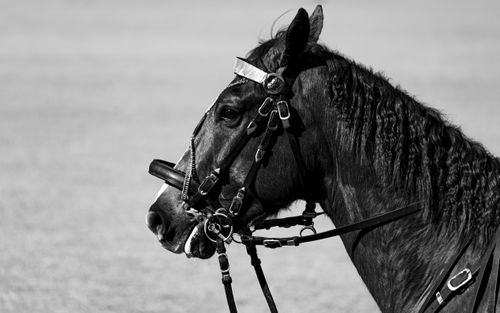 Free Striking black and white horse profile with detailed bridle in natural light. Stock Photo
