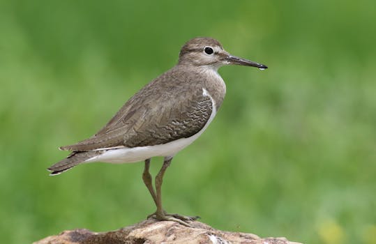 A close-up of a Common Sandpiper (Actitis hypoleucos) perched on a rock in Chobe National Park, Botswana.