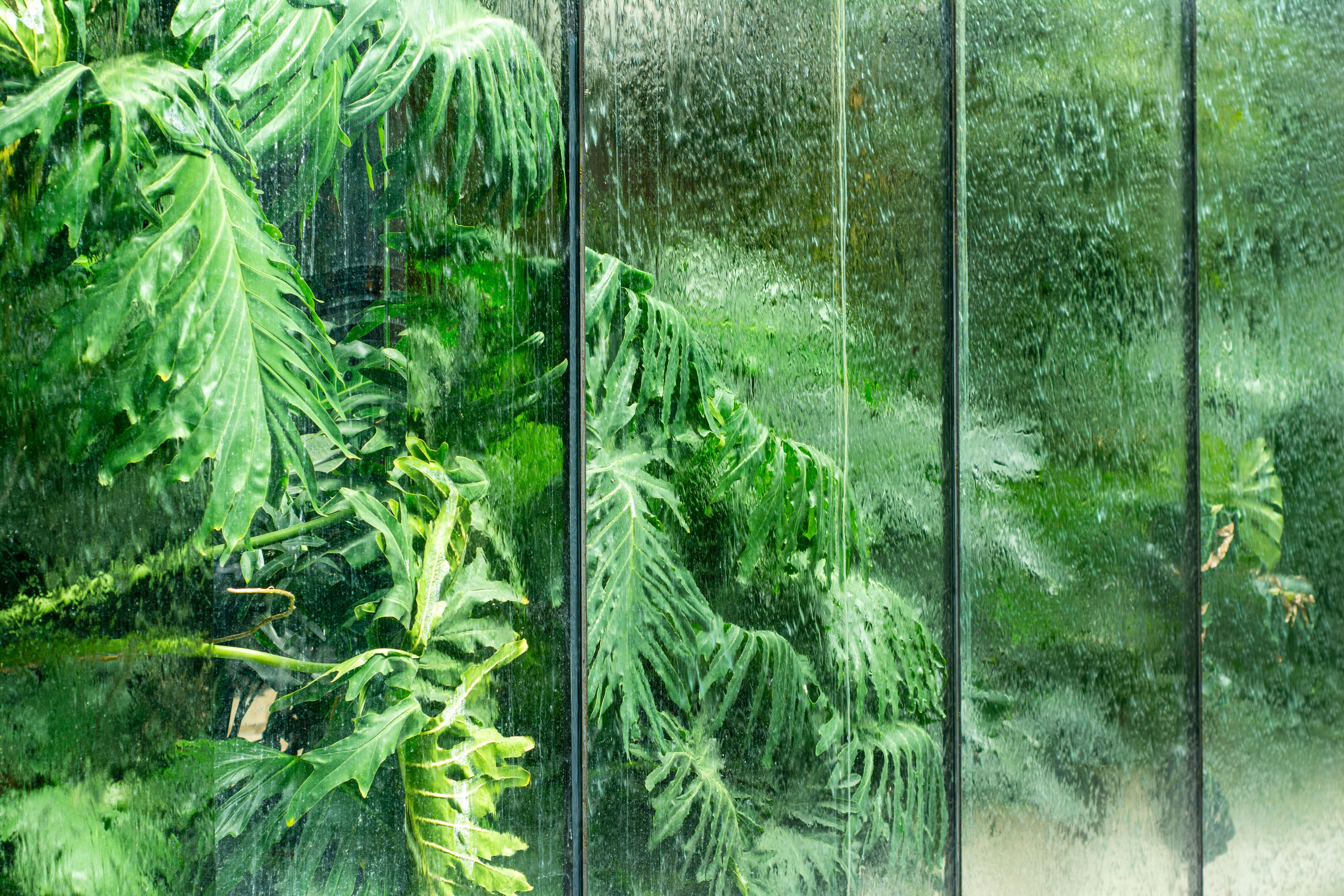 Lush green tropical leaves behind a wet glass window in a greenhouse setting.