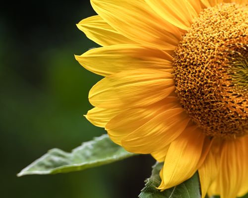 Free Bright yellow sunflower in full bloom with detailed petals against a natural green background. Stock Photo