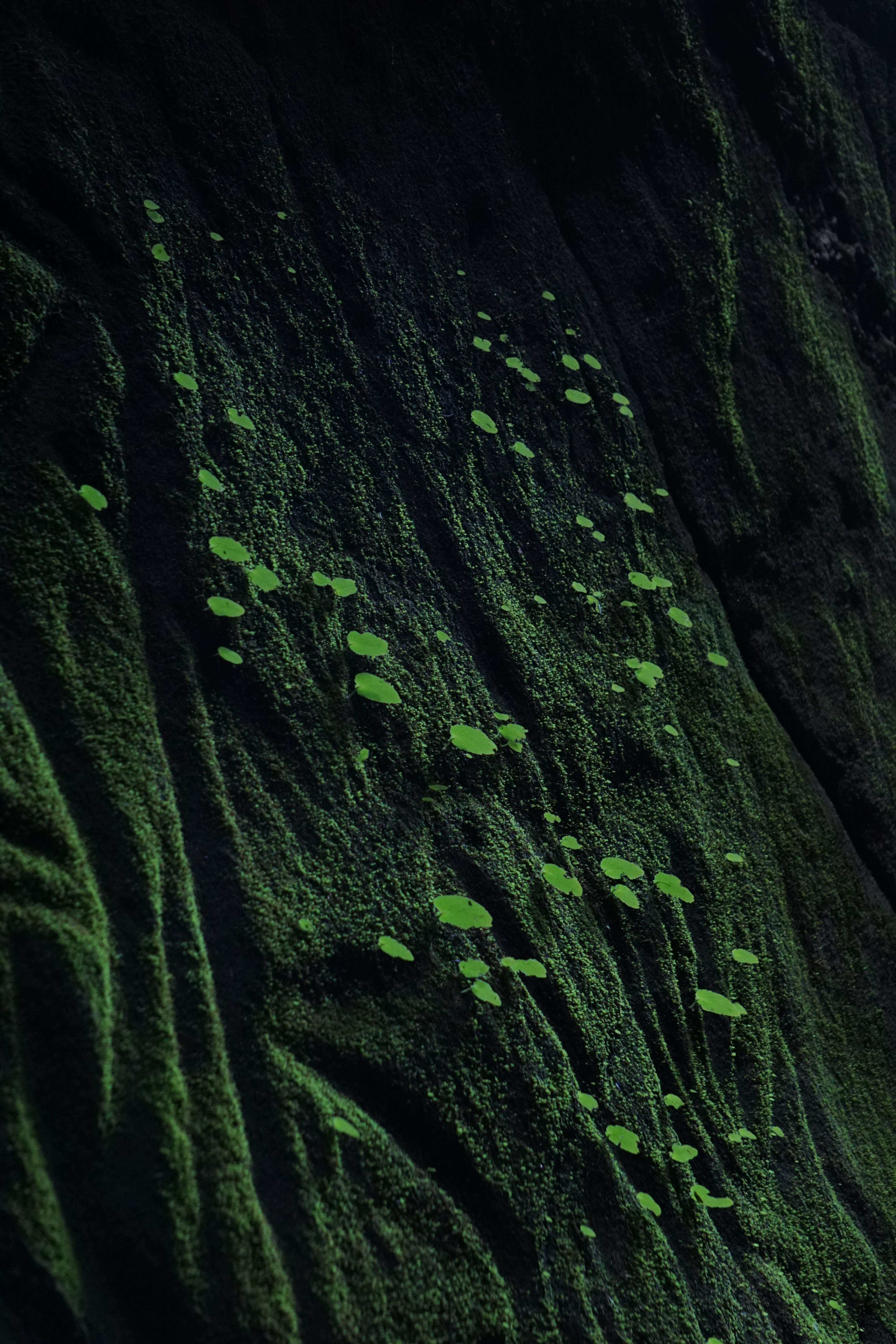 Detailed view of green moss patterns on a dark rock surface, showcasing natural textures and color contrast.