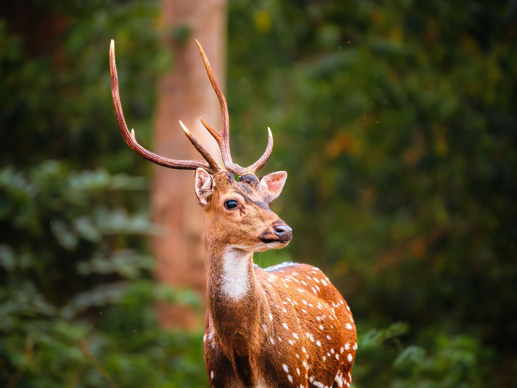 Where to Eat in Dandeli: Local Food Guide