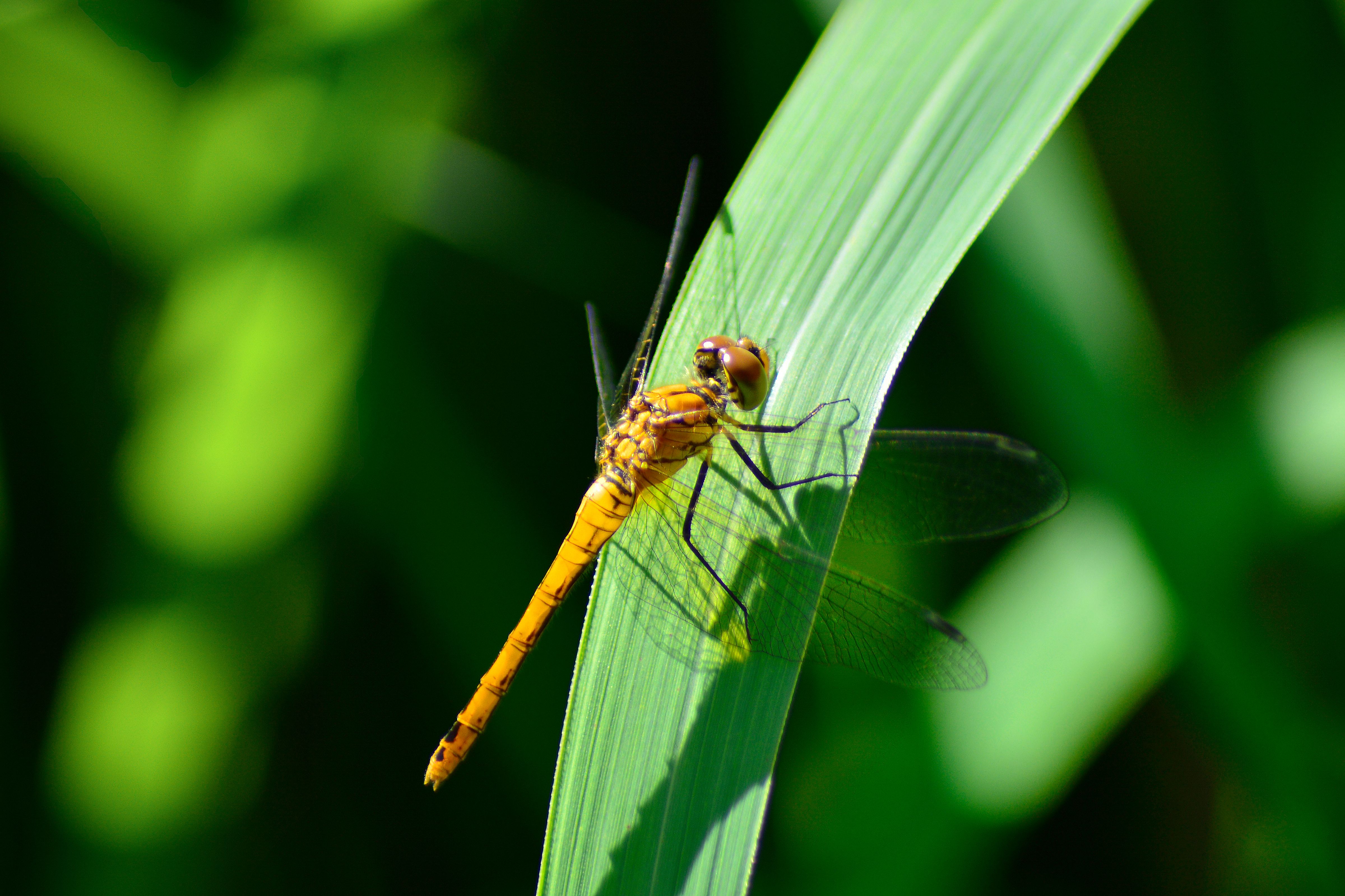 Close-up of Yellow Dragonfly on Leaf · Free Stock Photo