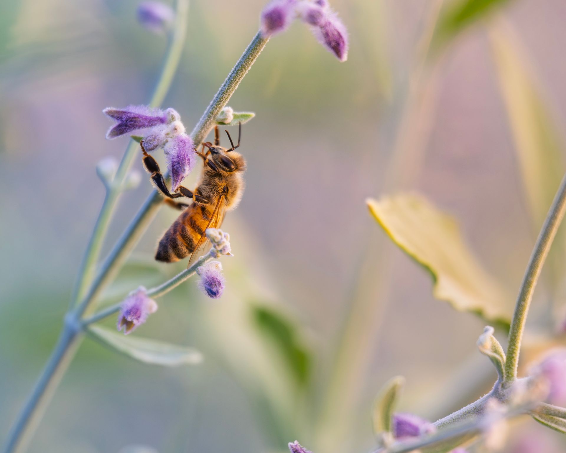 Close-up of a honeybee on a purple sage flower, captured in summer light.