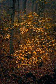 A serene autumn forest scene in Bolu, Türkiye, featuring vibrant yellow foliage.