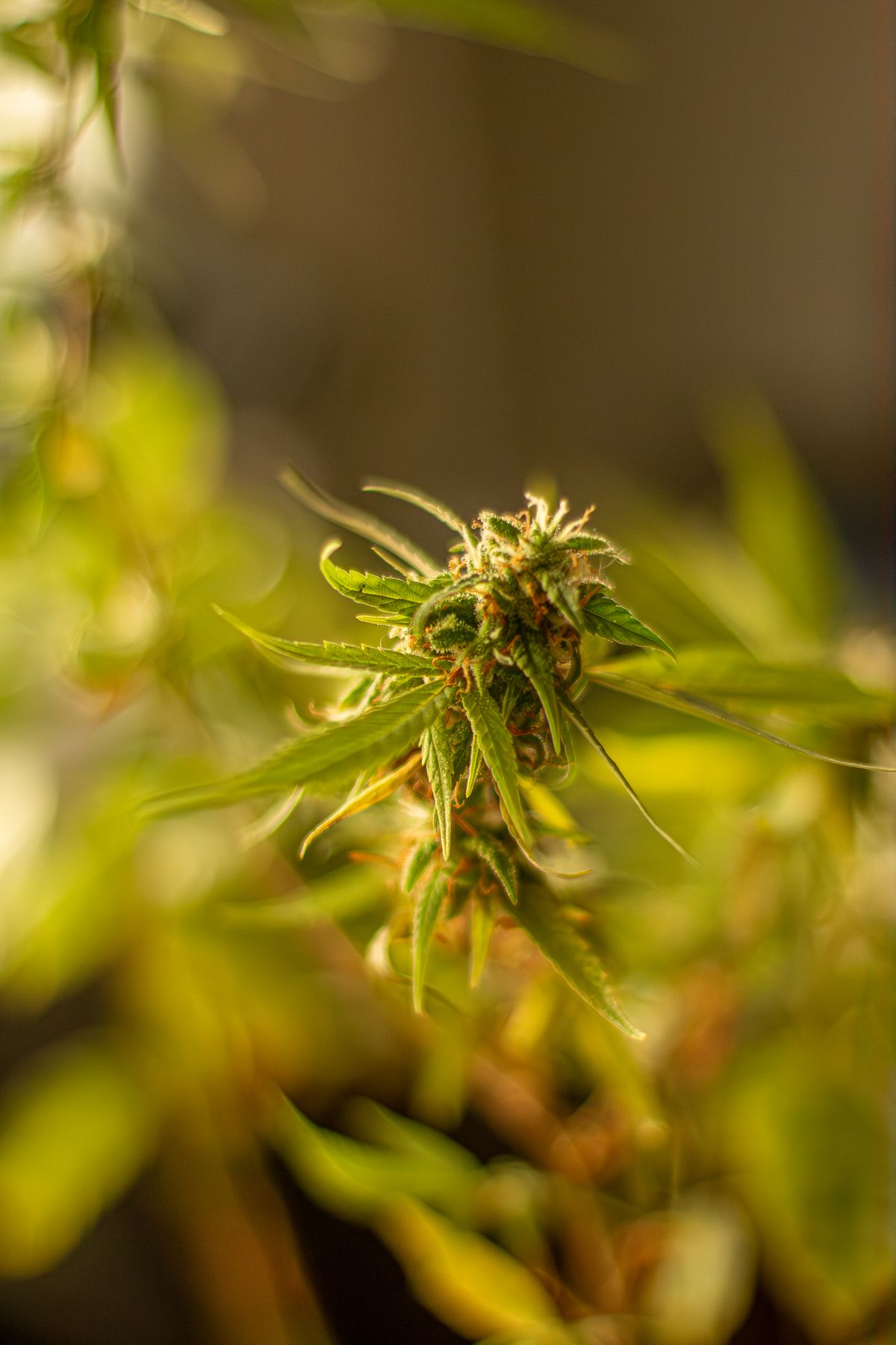 Gesunde Cannabispflanze in der Vegetationsphase mit charakteristischen gezackten Fingerblaettern