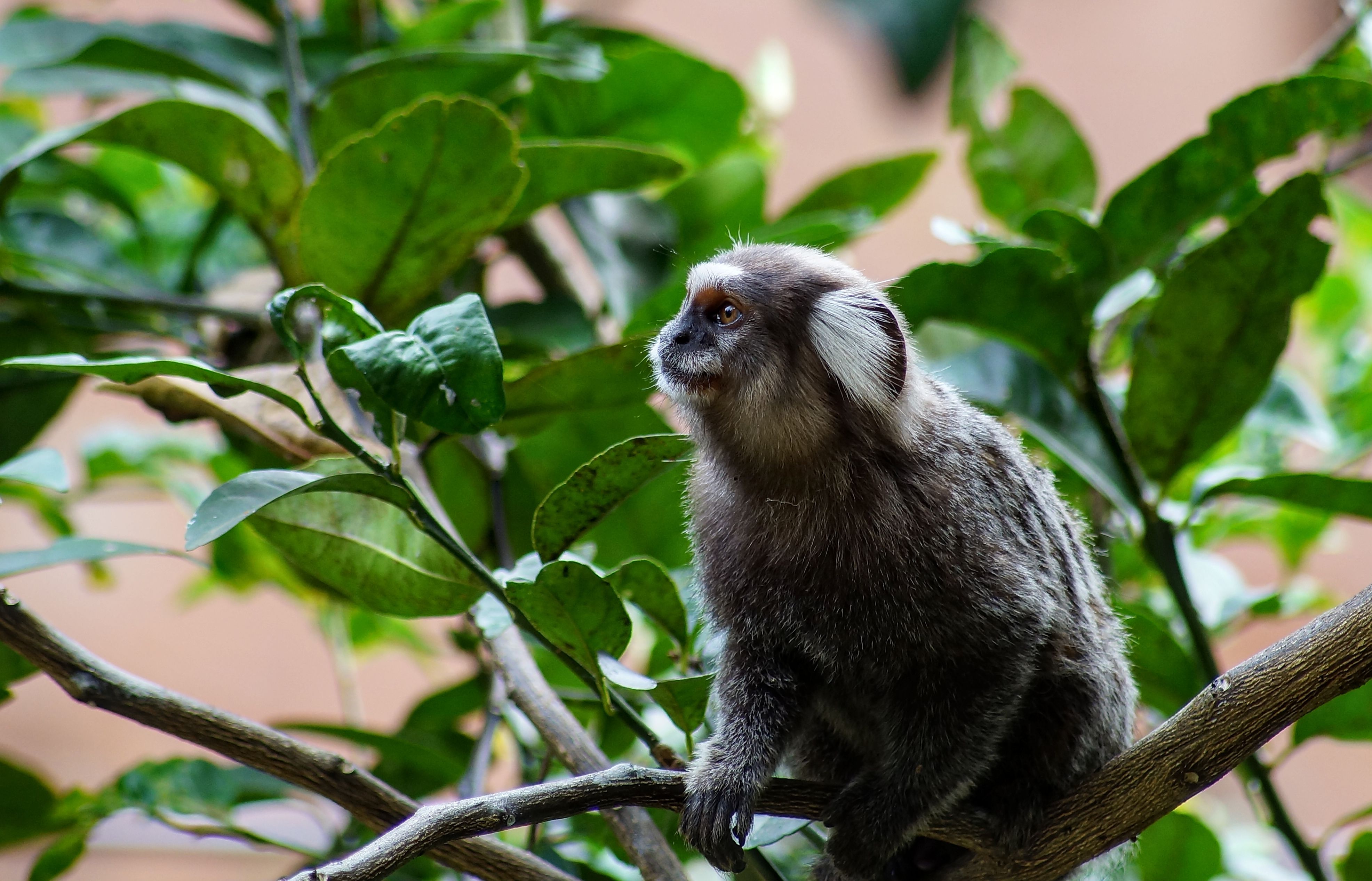 Macacos-prego resgatados em Salvador: polícia prende suspeito de tráfico milionário