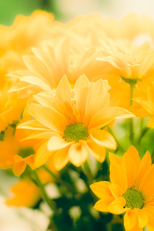 Free Bright yellow daisies in full bloom, showcasing vibrant colors and soft lighting. Stock Photo