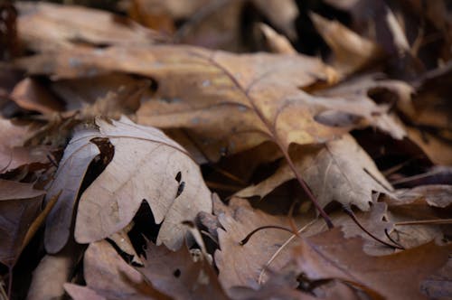 Darmowe zdjęcie z galerii z jesienne liście