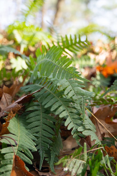 Free stock photo of fern