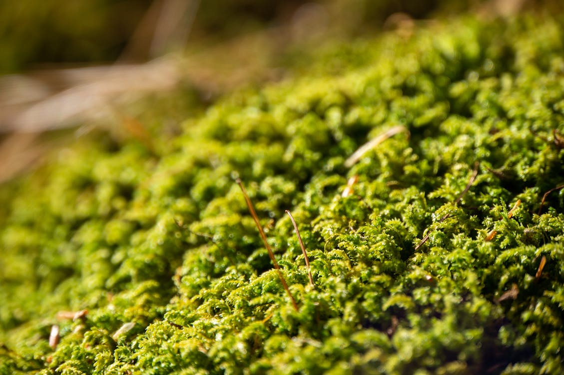 Free stock photo of green, green moss, moss