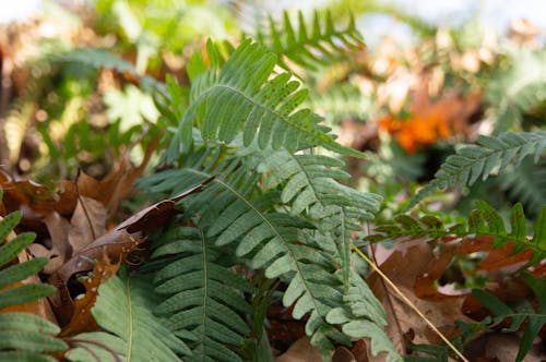 Free stock photo of fern