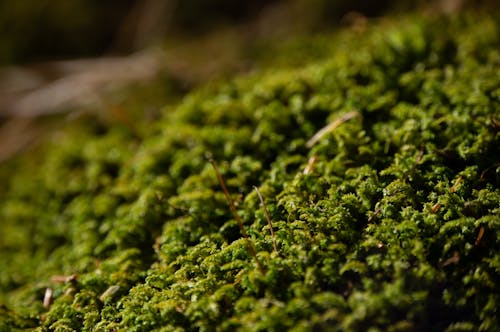 Free stock photo of green, green moss, moss