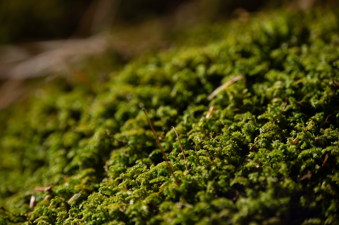 綠色, 绿苔, 苔蘚 的 免费素材图片