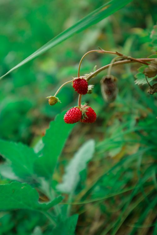 Free Close-up of wild strawberry plant, featuring vibrant red berries among green foliage. Stock Photo