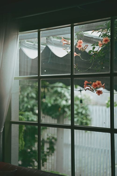 Free Cozy indoor view through window showcasing a serene garden with blooming flowers. Stock Photo