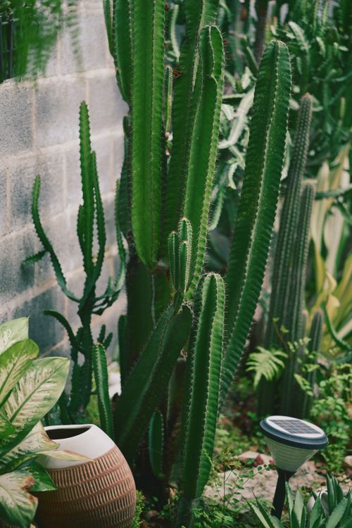 Free Vibrant green cacti with textured pot in outdoor garden setting. Stock Photo