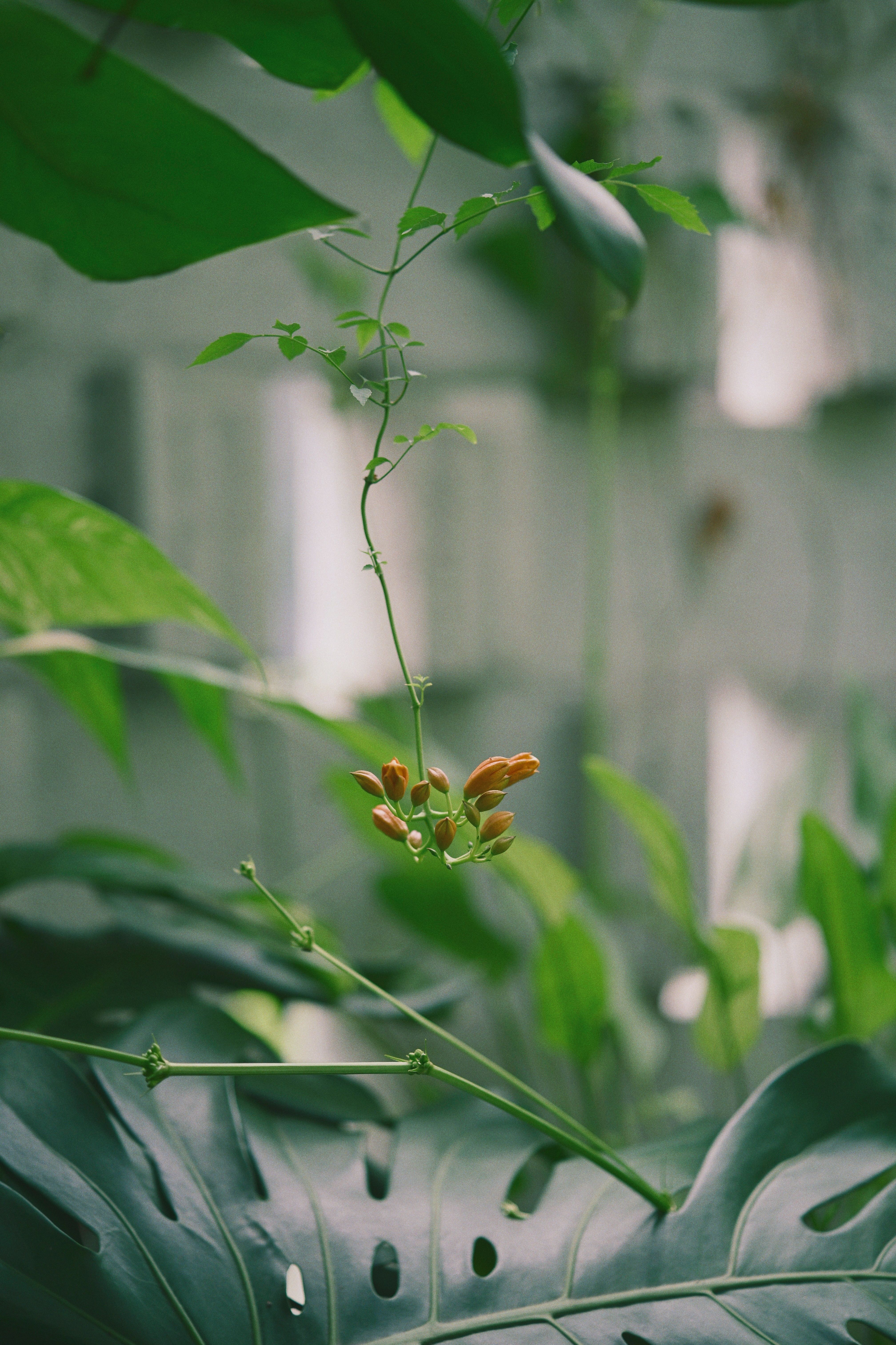Lush tropical foliage featuring green leaves and budding orange flowers against a blurred natural background.