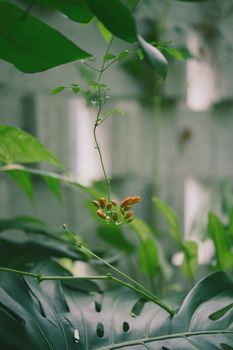 Lush tropical foliage featuring green leaves and budding orange flowers against a blurred natural background.