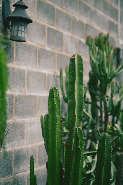 Free Tall green cactus plants beside a rustic brick wall with a lantern. Stock Photo
