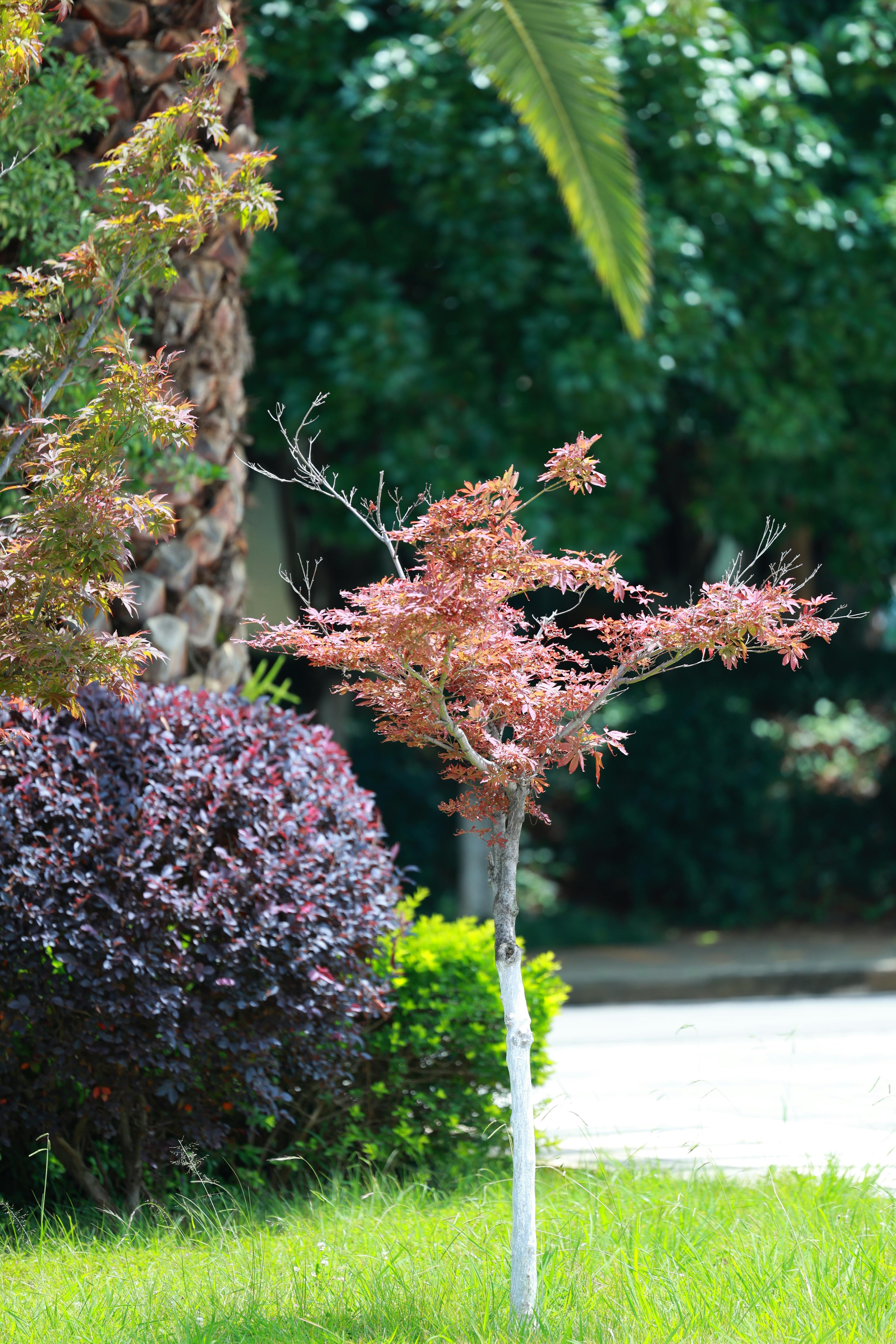 Gratis Immagine gratuita di @all'aperto, acer palmatum, acero giapponese Foto a disposizione