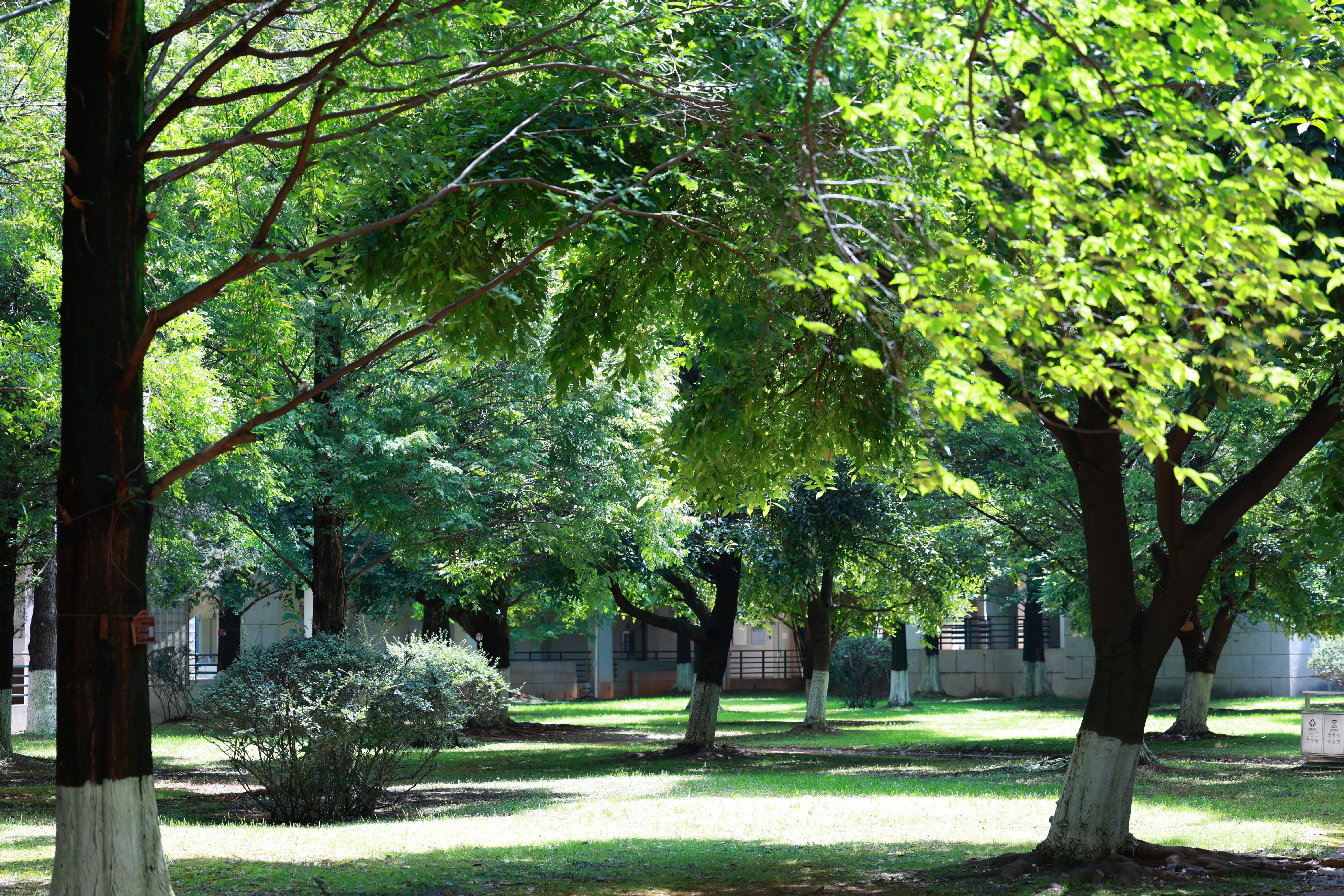 Urban park scene with vibrant green trees offering a serene escape in summer.