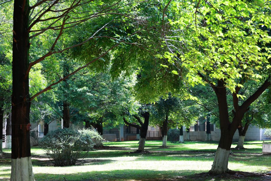 Urban park scene with vibrant green trees offering a serene escape in summer.