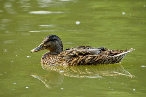 Free A serene mallard duck gracefully glides on a peaceful lake in Salzgitter, Lower Saxony, Germany. Stock Photo