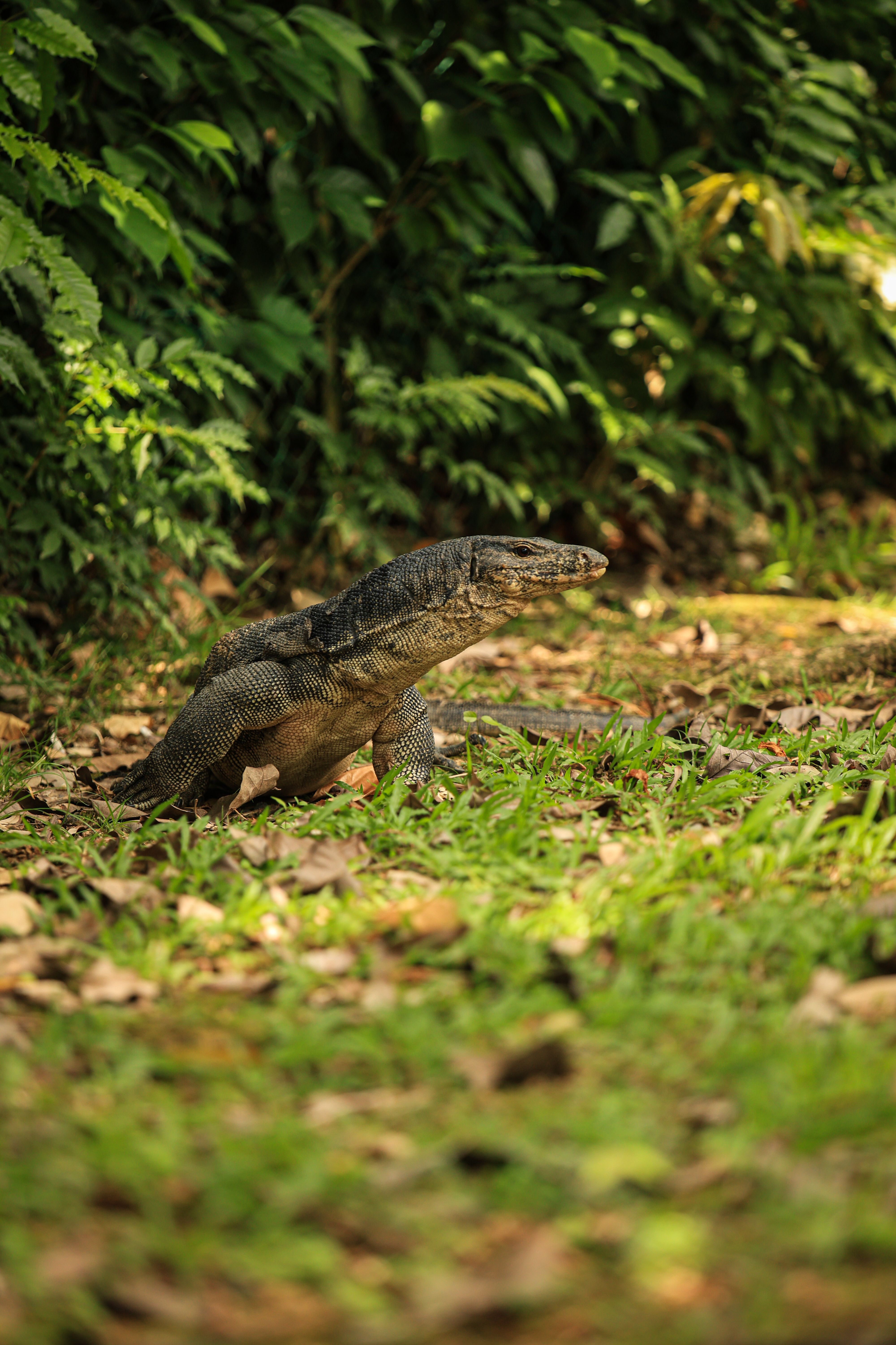 Monitor Lizard in Lush Greenery · Free Stock Photo