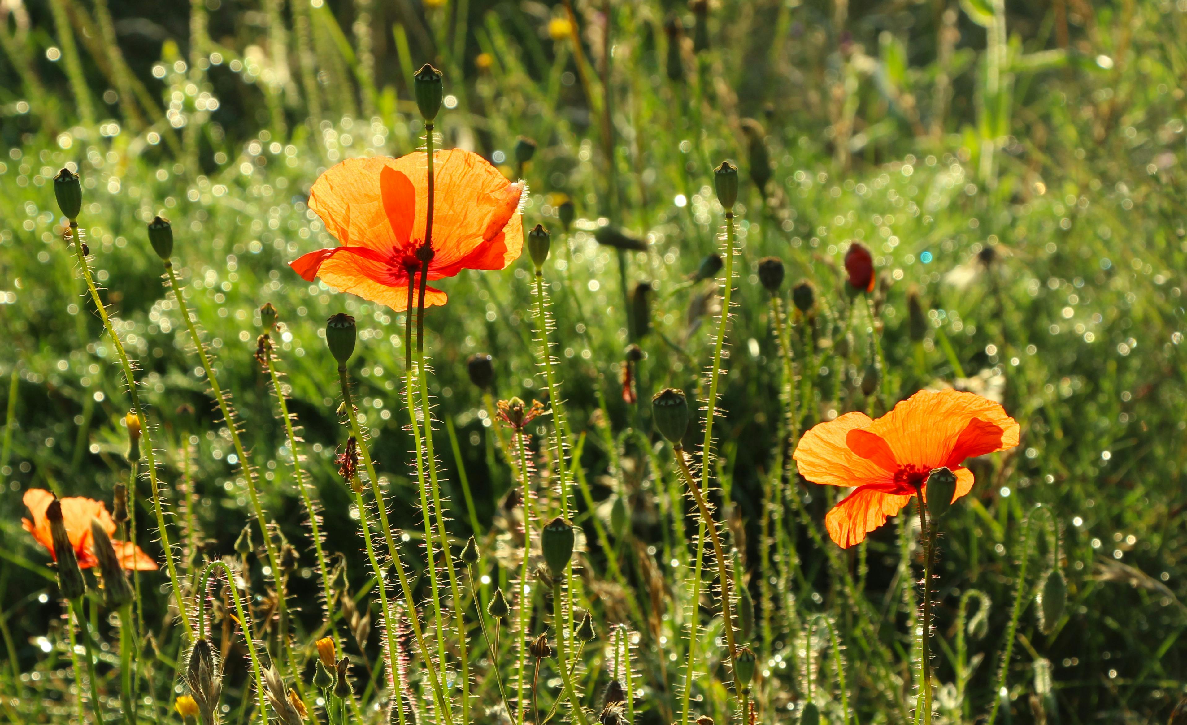Kostnadsfria Klarorange vallmo upplyst av solljus på en daggvåt äng, som visar upp vårens naturliga skönhet. Stock foto
