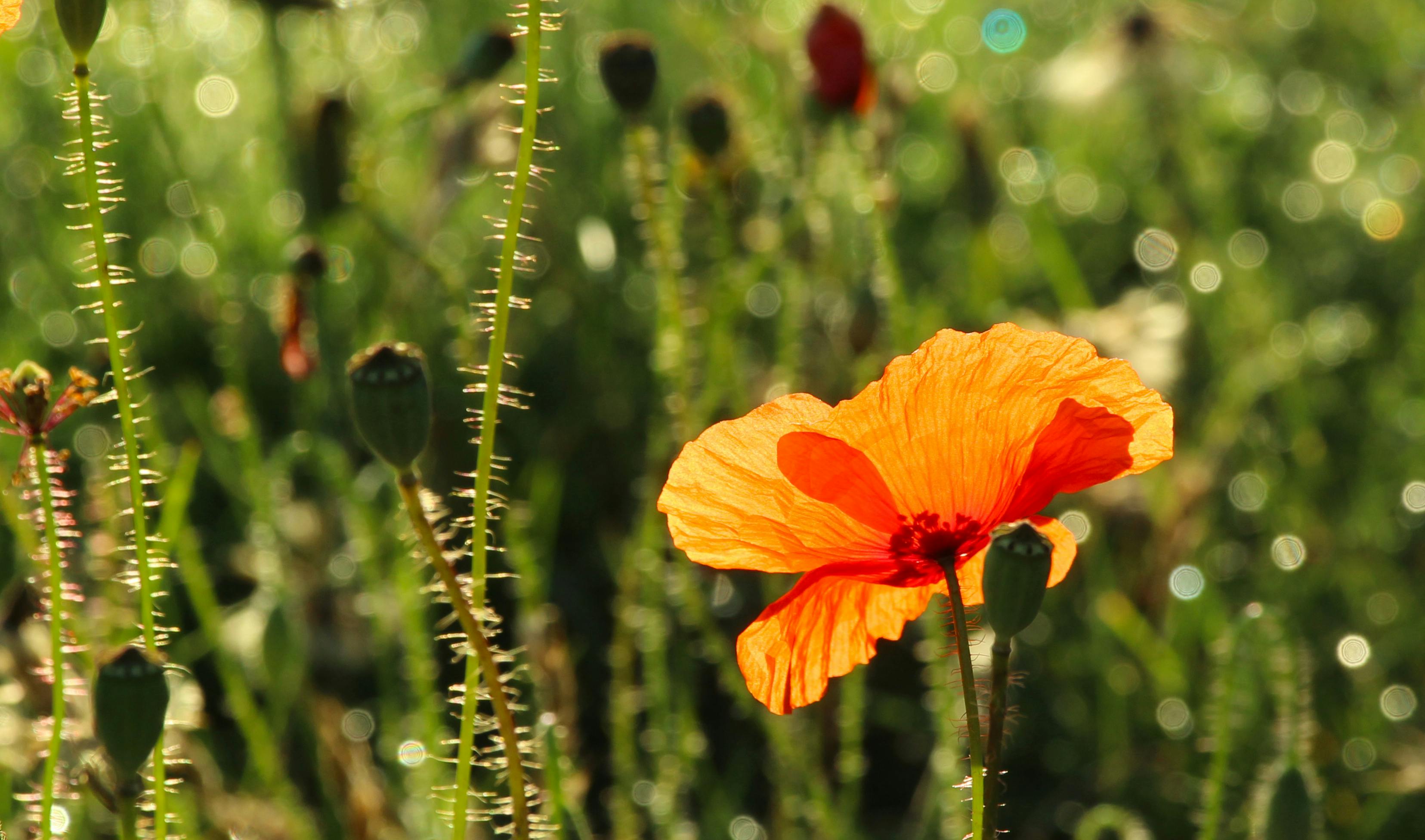 Gratis Nærbilde av en livlig oransje valmueblomst som blomstrer i en solfylt eng, fremhevet av varmt, naturlig lys og myk bokeh. Arkivbilde