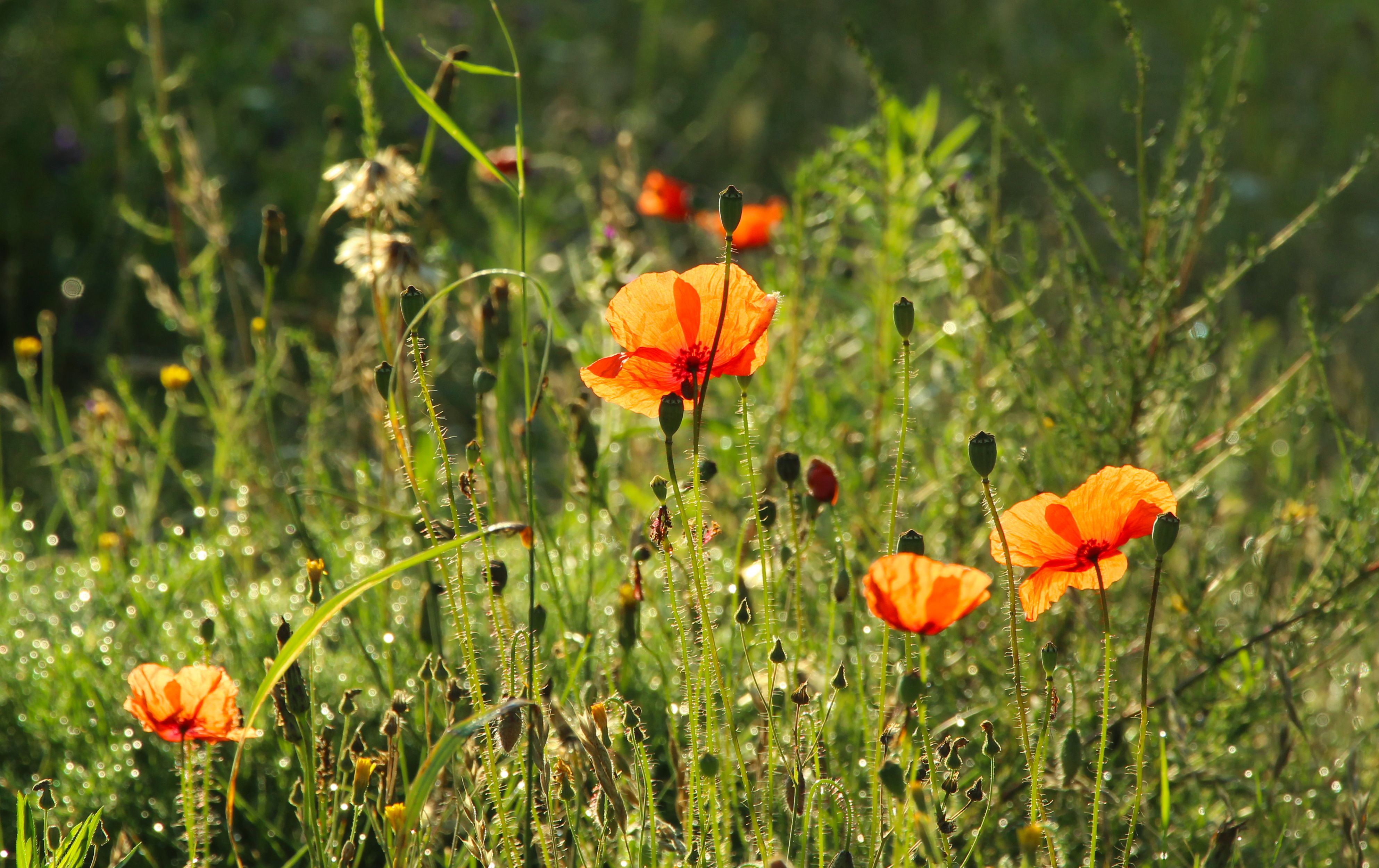 Spring And Summer Photos, Download The BEST Free Spring And Summer ...